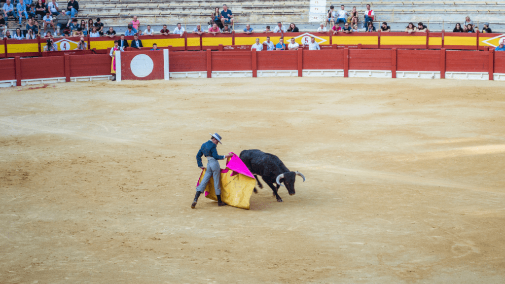 a bull festival in brazil