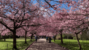 a park full of cherry blossoms