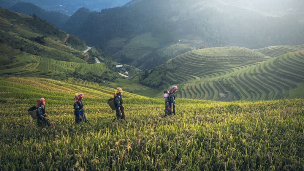 farmers in a rice field