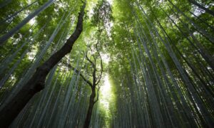 banginpocahontasgmail